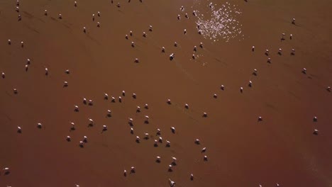 Bird-eye-aerial-of-flamingo-birds-standing-at-water-surface-during-low-angle-sunlight,-raw-beauty-of-Laguna-De-Canapa,-Bolivia,-South-America
