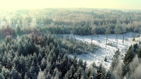 Luftdrohne-Zieht-Aufnahme-Eines-Weißen,-Verschneiten-Kiefernwaldes-Weg