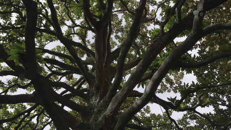 Old-tree-with-many-branches-in-low-angle-view