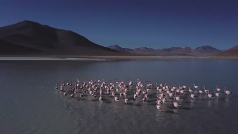 Aerial-following-flock-of-flamingos-at-Laguna-De-Canapa,-Bolivia,-South-America