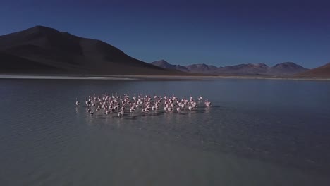 Aerial-following-flock-of-flamingos,-Salar-de-Canapa,-part-of-Bolivia's-high-altitude-plateau,-provides-an-ethereal-backdrop-to-this-avian-ballet