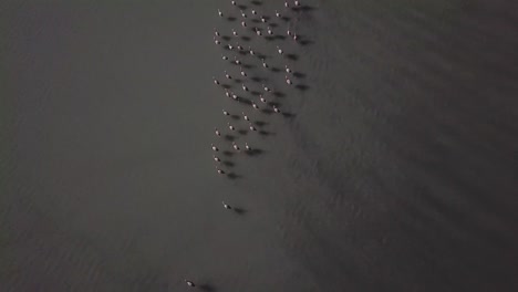 Aerial-of-flock-of-flamingos-taking-flight-at-Laguna-De-Canapa,-Bolivia,-South-America