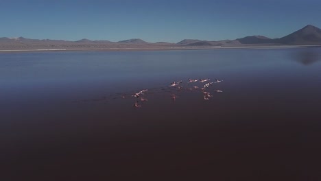 Aerial-of-untamed-beauty-of-Laguna-De-Canapa-and-the-graceful-choreography-of-flamingos-taking-flight-against-the-backdrop-of-the-Andean-mountains
