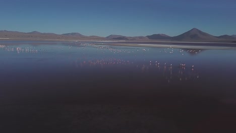 Vast-water-surface-with-flock-of-flamingo-birds-touching-down-from-their-flight