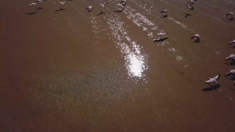 Luftaufnahmen-Von-Flamingos,-Die-In-Der-Laguna-De-Canapa,-Bolivien,-Südamerika-Fliegen