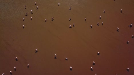 Aerial-of-flamingo-birds,-untouched-nature-of-the-surroundings-amplifies-the-ethereal-beauty-of-the-moment,-where-the-graceful-ascent-of-the-flamingos-harmonizes-with-the-untouched-landscape-below