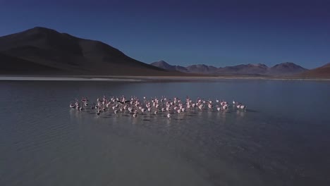 Scene-capturing-flock-of-flamingo-birds-walking-thought-water-surface-of-Laguna-De-Canapa,-Bolivia,-South-America