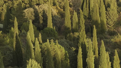 Aerial-view-of-many-cypress-trees-at-sunset
