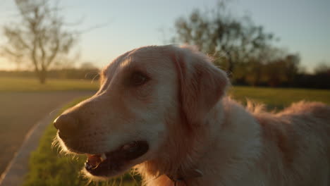 Gut-Erzogener-Golden-Retriever-Hund-Sitzt-Und-Keucht-Mit-Ausgestreckter-Zunge-Im-Wunderschönen-Goldenen-Stundenlicht-Des-Sonnenuntergangs