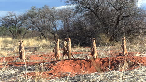 A-mob-of-meerkats-on-their-lair,-standing-upright-and-looking-at-the-sky-for-danger