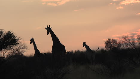 The-silhouettes-of-giraffes-running-in-the-savanna,-an-orange-sky-in-the-background