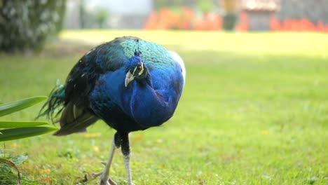 Wunderschöne-Aufnahme-Eines-Atemberaubenden-Pfauenvogels,-Der-Friedlich-Auf-Grünem-Gras-Spaziert