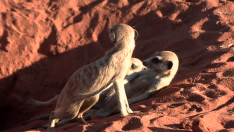 Meerkats-lie-relaxed-outside-at-the-entrance-to-their-den-in-the-red-sand