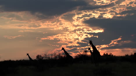 The-black-silhouette-of-giraffe-walking-together-against-an-orange-sky-at-night