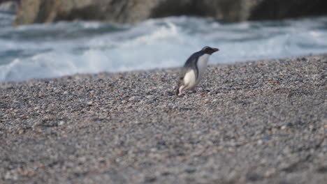 Fiordland-Kammpinguin-–-Tawaki-Pinguin,-Der-Am-Strand-Mit-Wellen-Im-Hintergrund-In-Neuseeland-Steht
