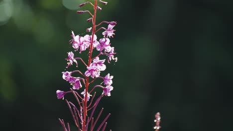 Delicate-Fireweed-flowers-with-beads-of-dew-backlit-by-the-morning-sun-on-the-dark-background