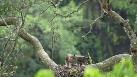 Zwei-Javanische-Adler,-Mutter-Und-Junge,-Sind-Im-Nest-Und-Fressen-Frisches-Fleisch