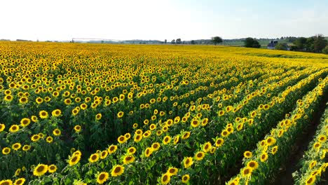 Sunflower-field-in-bloom-on-American-farm-at-sunset