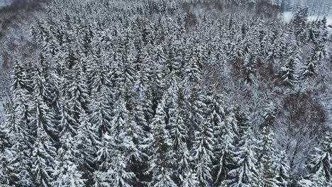 Aerial-view,-The-tops-of-the-fir-trees-are-covered-with-a-thick-layer-of-snow