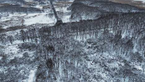 Aerial-view-of-a-forest-growing-in-the-swamp-during-the-winter