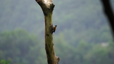 Pelatuk-Besi-O-Dinopium-Javanense-O-Pájaro-Carpintero-Picoteando-Y-Colgando-De-Un-árbol-En-El-Bosque-De-Indonesia