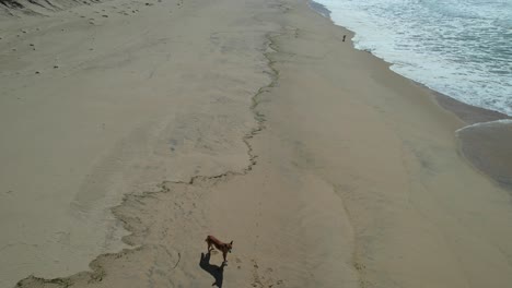 Vista-Aérea-Del-Perro-Dingo-Solitario-En-La-Playa-De-Mungo-En-Verano