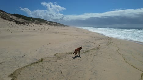 Entzückender-Dingo-Hund,-Der-Allein-Auf-Sanddünen-Am-Mungo-Beach-In-New-South-Wales,-Australien,-Steht