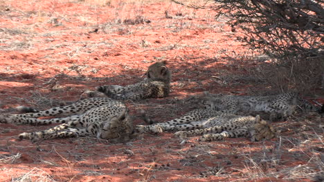 Eine-Gepardenmutter-Und-Ihre-Jungen-Ruhen-Im-Schatten-Auf-Dem-Weichen-Roten-Sand-Der-Kalahari
