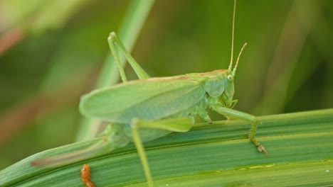 camouflaged-green-Grasshopper-sitting-On-Green-Plant-Leaf