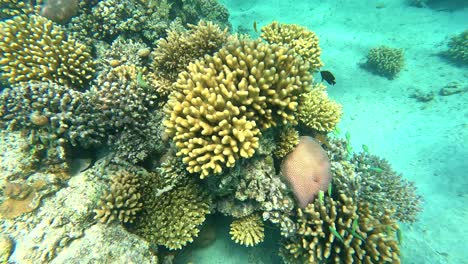 Sham-El-Sheikh-Untiefe-Korallenriff-Der-Unterwasserwelt-In-Hurgada