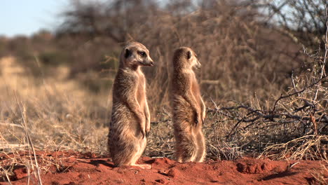 Meerkats-Standing-in-the-Morning-Sun-in-the-Southern-Kalahari-Desert-in-Africa