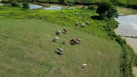 Aerial-view-of-cattle-herd-graze-in-green-pasture-near-water-source,-Philippines