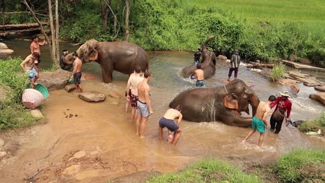Mahouts-Tailandeses-Y-Turistas-Bañando-Y-Salpicando-Elefantes-Con-Agua-De-Arroyo-En-El-Santuario