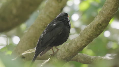 Male-Blackbird-On-The-Tree-Branch-In-Wellington,-New-Zealand---Close-Up