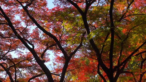 Looking-up-at-vibrant-autumn-color-trees-against-blue-sky