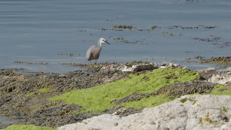 White-faced-Heron-By-The-Lake-In-Kaikoura,-South-Island,-New-Zealand---Wide-Shot