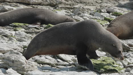 New-Zealand-Fur-Seal-Crawling-On-The-Rocks-In-Kaikōura,-South-Island,-New-Zealand---Close-Up
