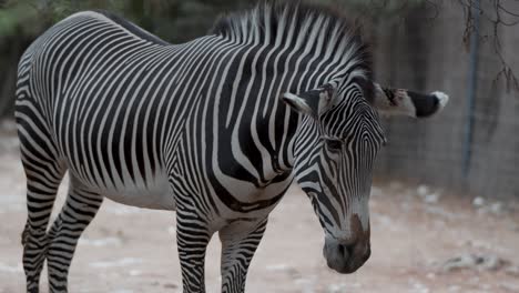 Beautiful-black-and-white-striped-Zebra-close-up-shot