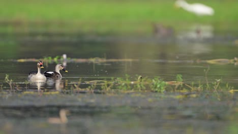 Beautiful--indian-Spot-billed-Ducks-Feeding