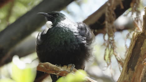 Tui-Bird-Resting-On-Tree-Branch-In-Wellington,-New-Zealand---Close-Up