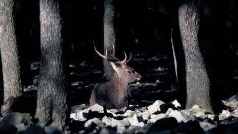 Slow-motion-shot-of-a-Deer-in-the-dark-forest-area-in-zoo-park