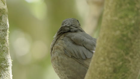 Eurasian-Blackbird-On-Tree-Looking-Around-Its-Habitat-In-Wellington,-New-Zealand