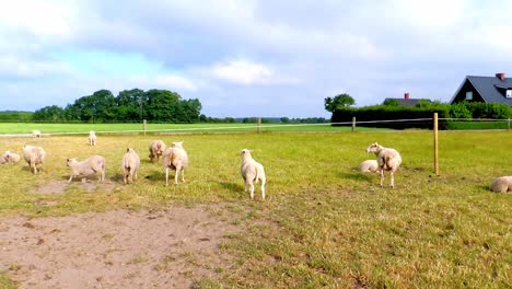 Flock-of-Sheep-is-Enjoying-Life-in-the-Fold-on-a-Field-in-Sweden