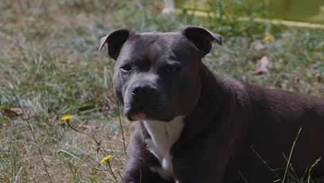 Staffordshire-Bull-Terrier-Dog-Sitting-on-Grass,-Slow-Motion