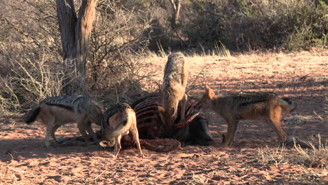 Scavenging-black-backed-jackals-are-all-over-an-antelope-carcass,-eating-the-remains