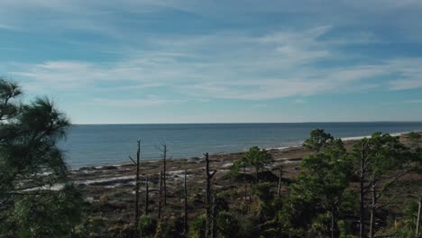 Aerial-passing-tall-pine-trees-showing-the-Gulf-of-Mexico-along-a-beach-with-dead-trees-in-aftermath-of-hurricane