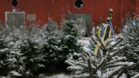 Snow-covered-Christmas-trees,-Snowing-on-Christmas-tree-farm