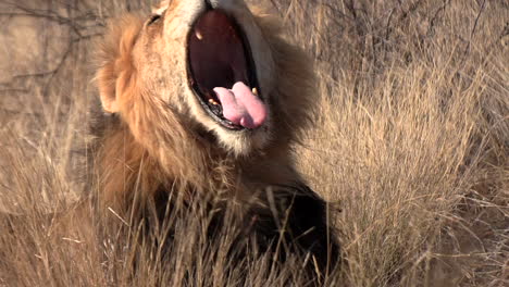 An-old-kalahari-male-lion-shows-his-broken-teeth-while-yawning