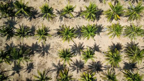 Drone-Flying-Up-Above-Palm-Trees-on-Sandy-Tropical-Beach