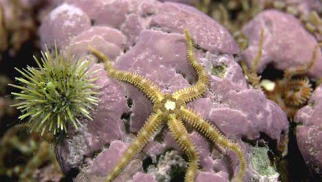 Brittle-star-moving-slowly-on-the-sea-bed-in-slow-motion-60-fps-in-the-cold-waters-of-the-Atlantic-ocean